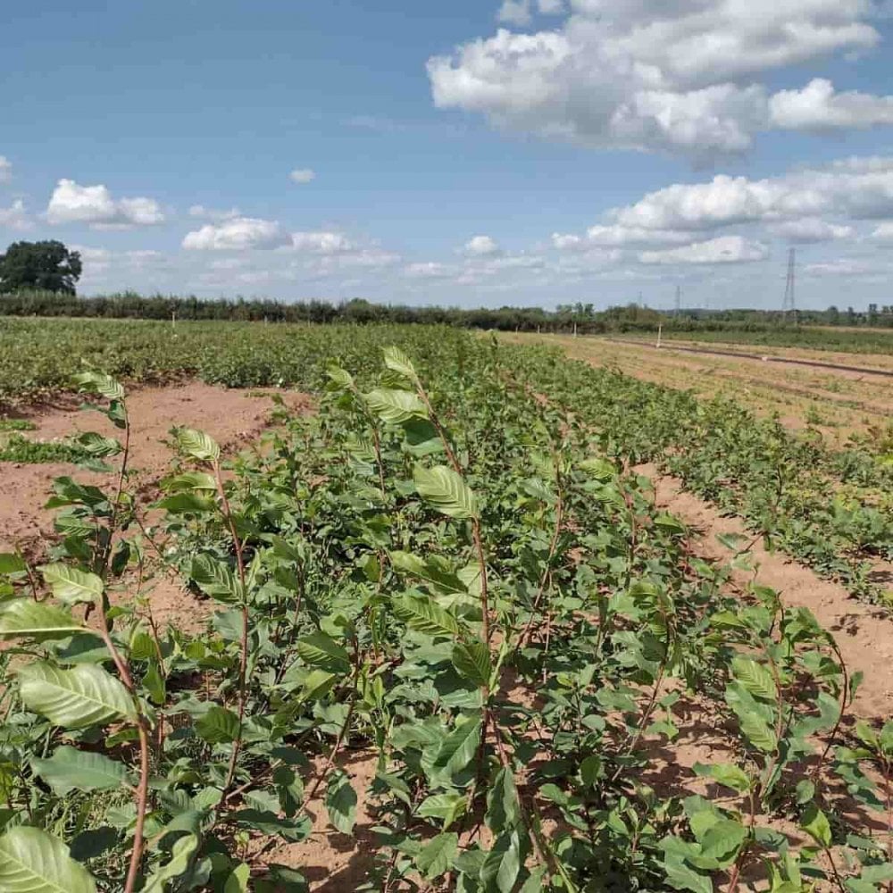 Buckthorn - Alder (Rhamnus frangula)
