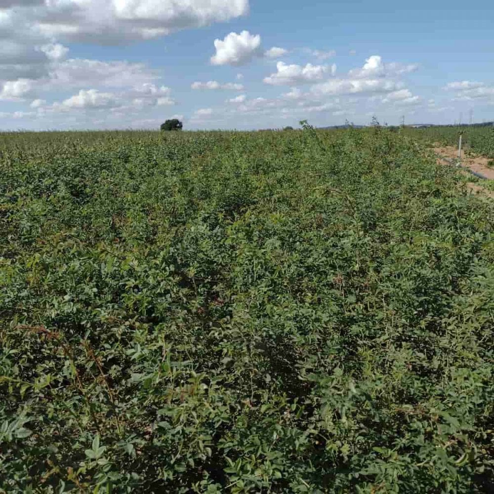 Dog Rose (Rosa canina)