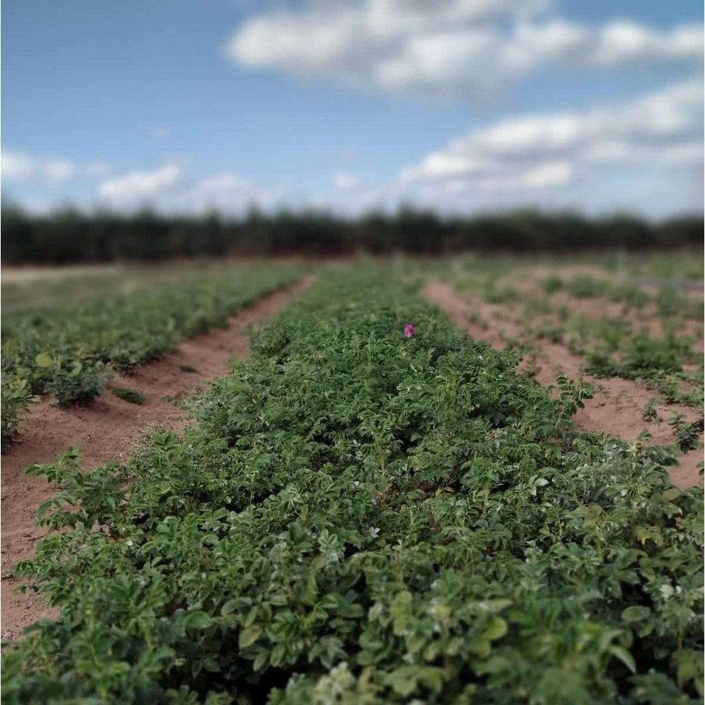 A row of Rosa rugosa Rubra bare root hedging growing at a specialist nursery