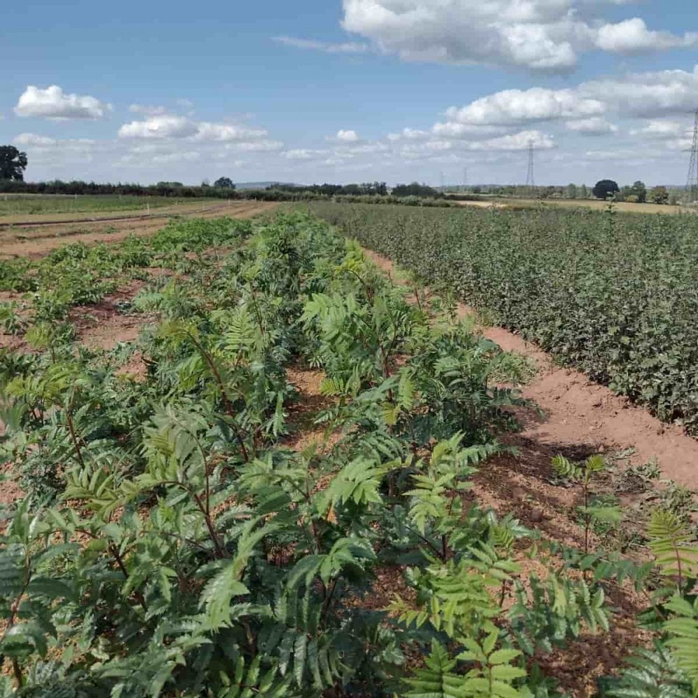 Sorbus - Rowan (Sorbus aucuparia)