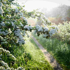 Crataegus monogyna (Hawthorn) hedging in full flower, acting as a boundary along a country lane