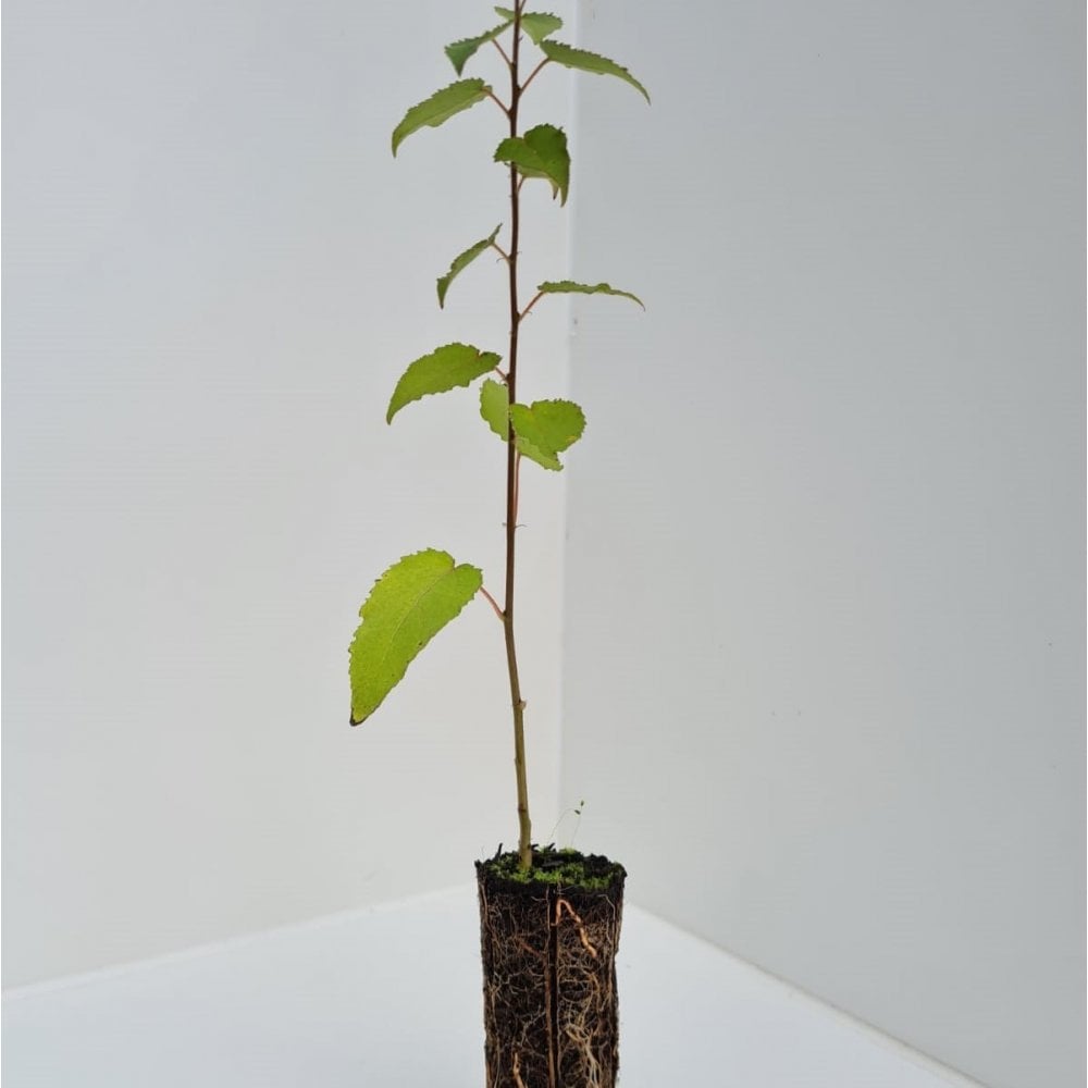 Poplar - Aspen (Populus tremula)