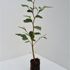 Beech (Fagus sylvatica)