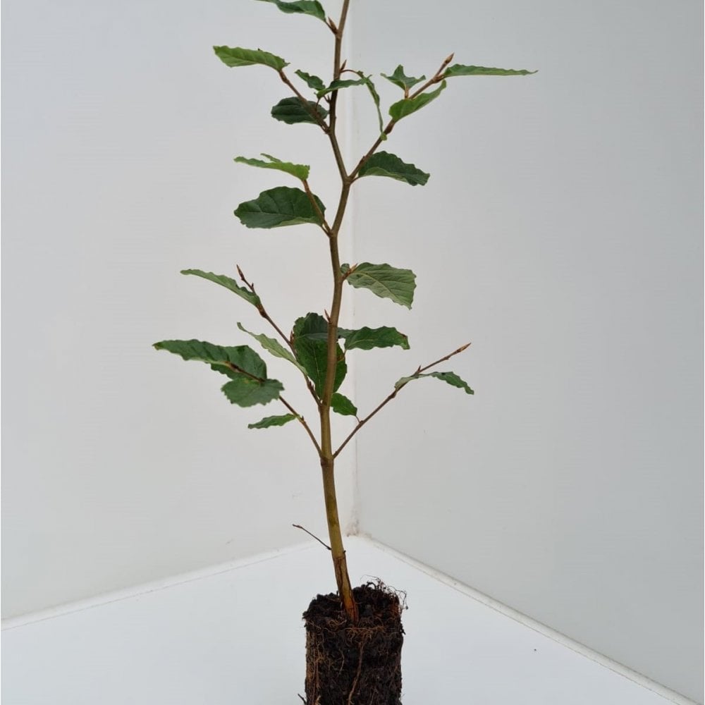 Beech (Fagus sylvatica)