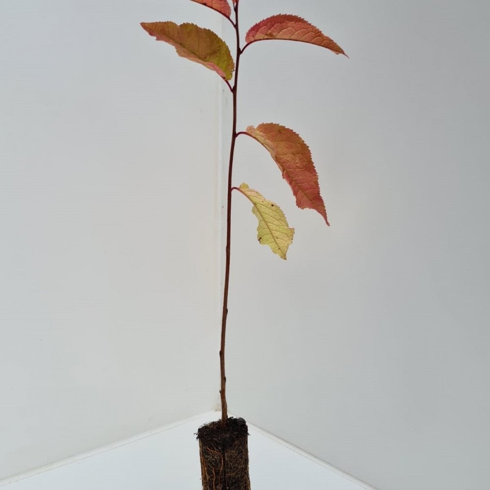 Cherry - Bird (Prunus padus)