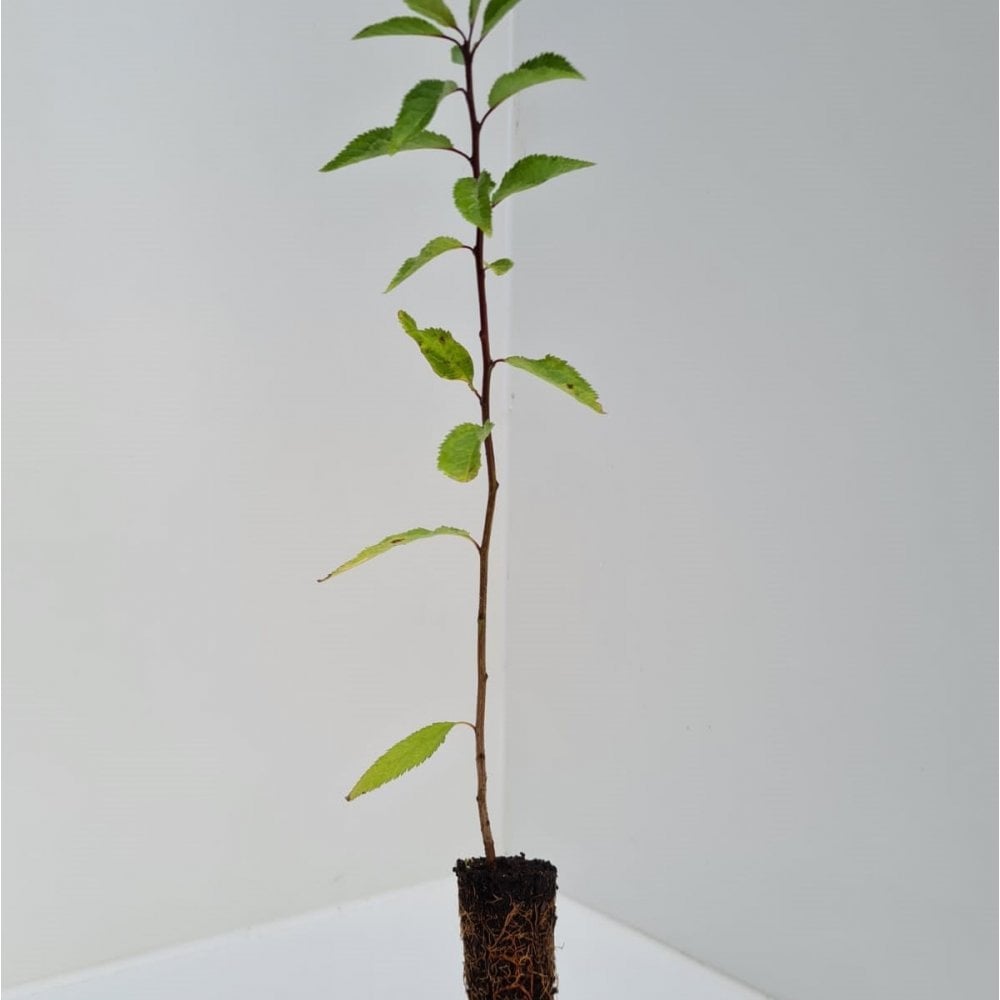 Blackthorn (Prunus spinosa)