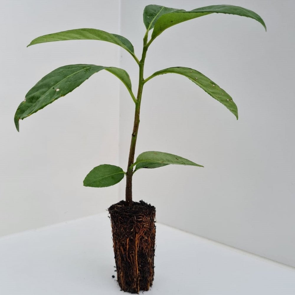 Cherry Laurel (Prunus laurocerasus)