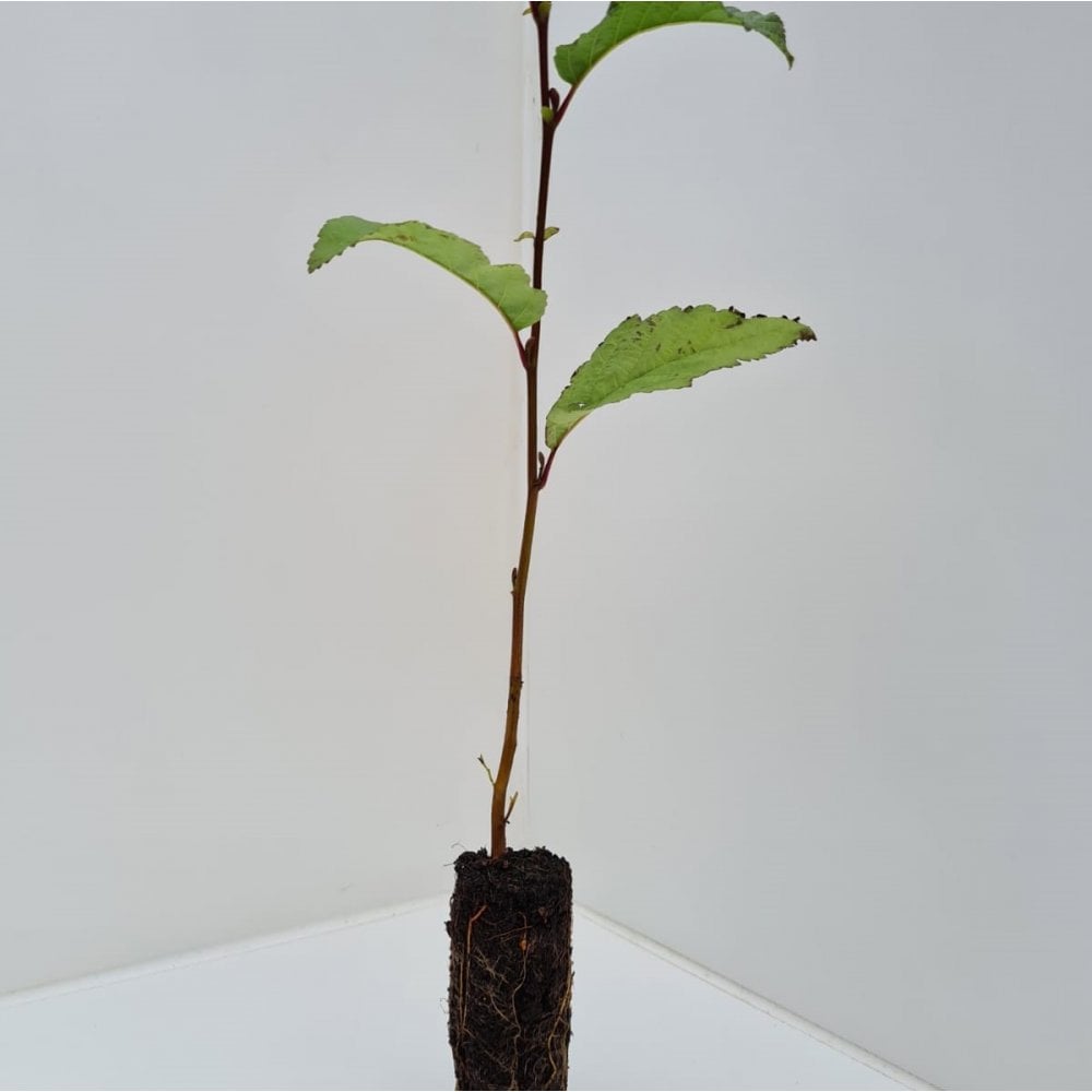 Alder - Common (Alnus glutinosa)