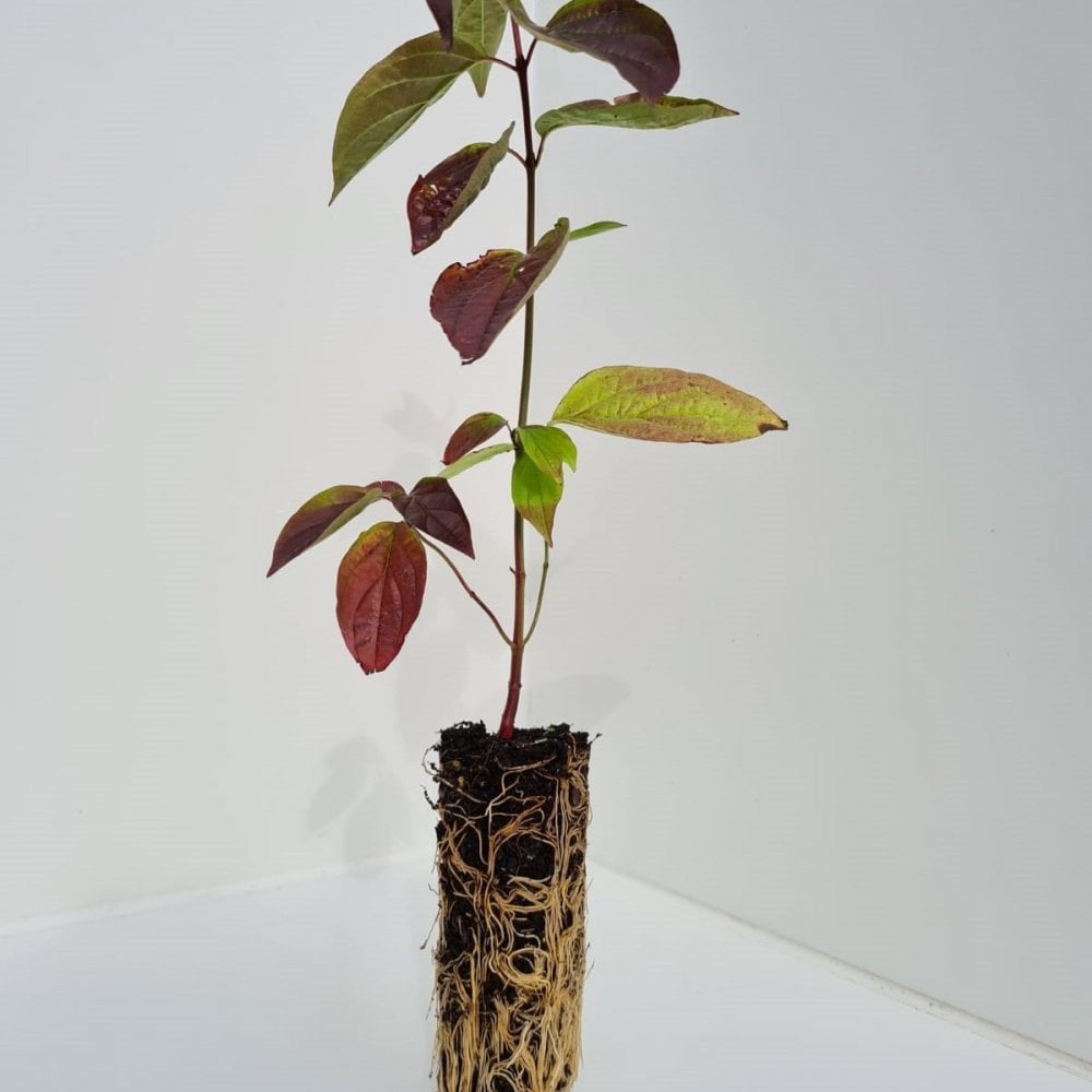 Dogwood - Common (Cornus sanguinea)