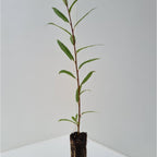 Willow - Osier (Salix viminalis)