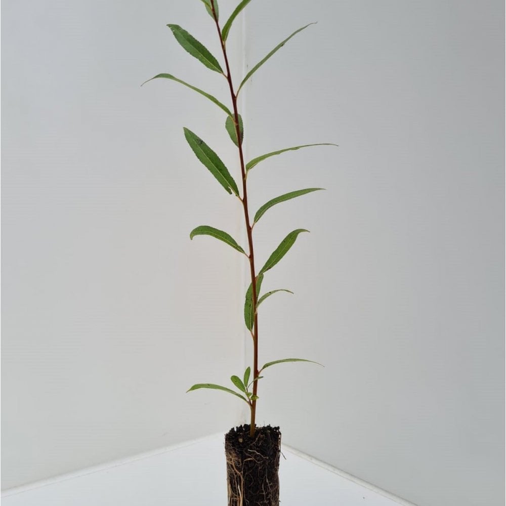 Willow - Osier (Salix viminalis)