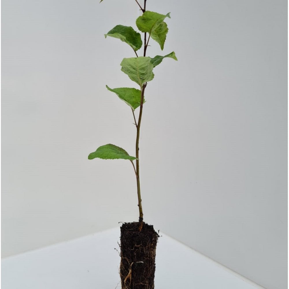 Crab Apple (Malus sylvestris)