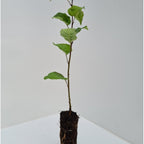 Crab Apple (Malus sylvestris)