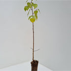 Birch - Downy (Betula pubescens)