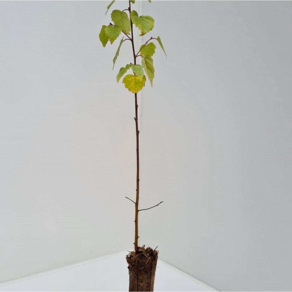 Birch - Downy (Betula pubescens)