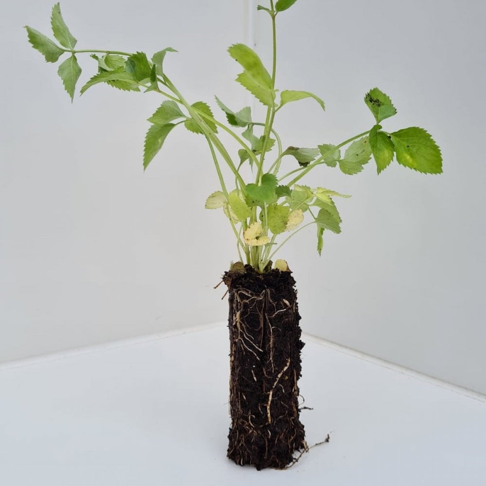 Elder (Sambucus nigra)