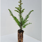 English Yew (Taxus baccata)