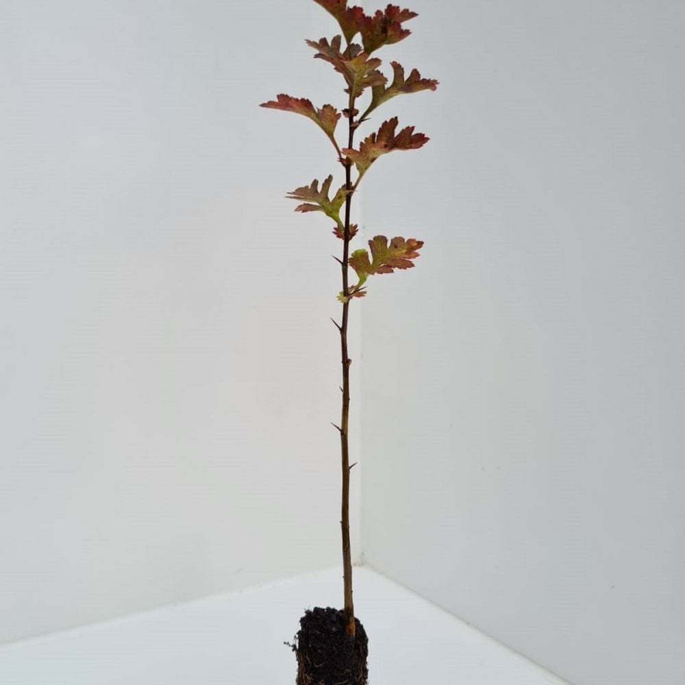 Hawthorn (Crataegus monogyna)