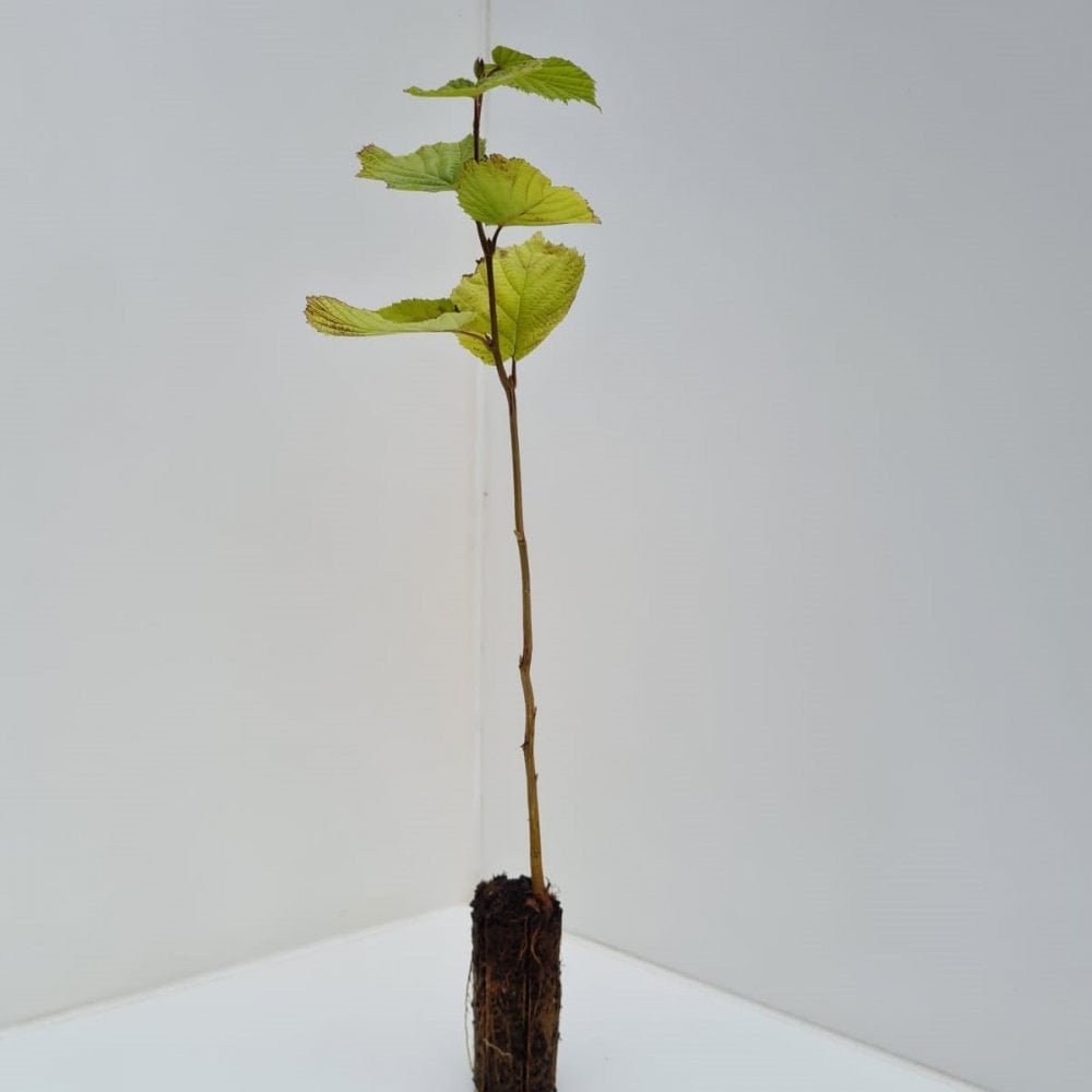 Hazel (Corylus avellana)