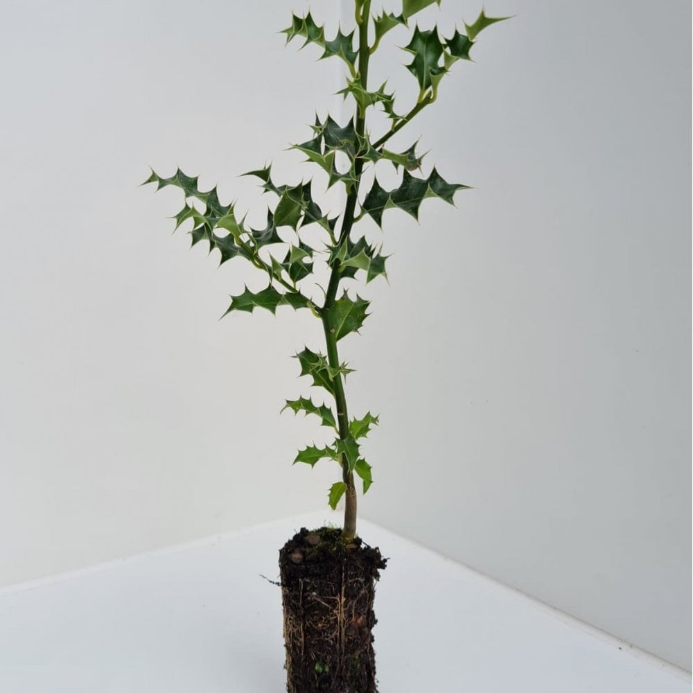 Holly (Ilex aquifolium)