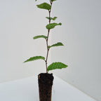 Hornbeam (Carpinus betulus)