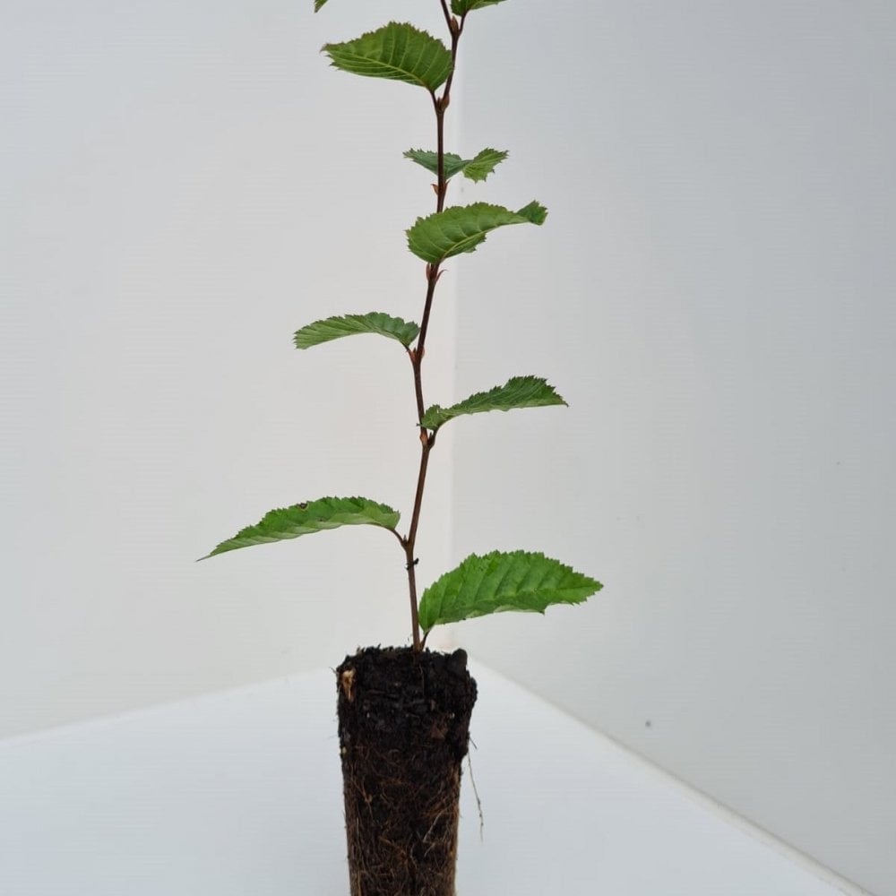 Hornbeam (Carpinus betulus)