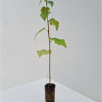 Birch - Silver (Betula pendula)