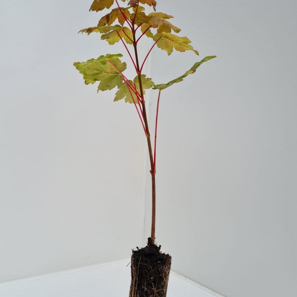 Sycamore (Acer pseudoplatanus)