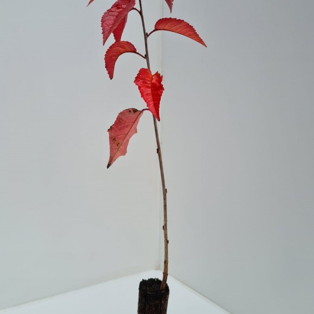 Cherry - Wild (Prunus avium)