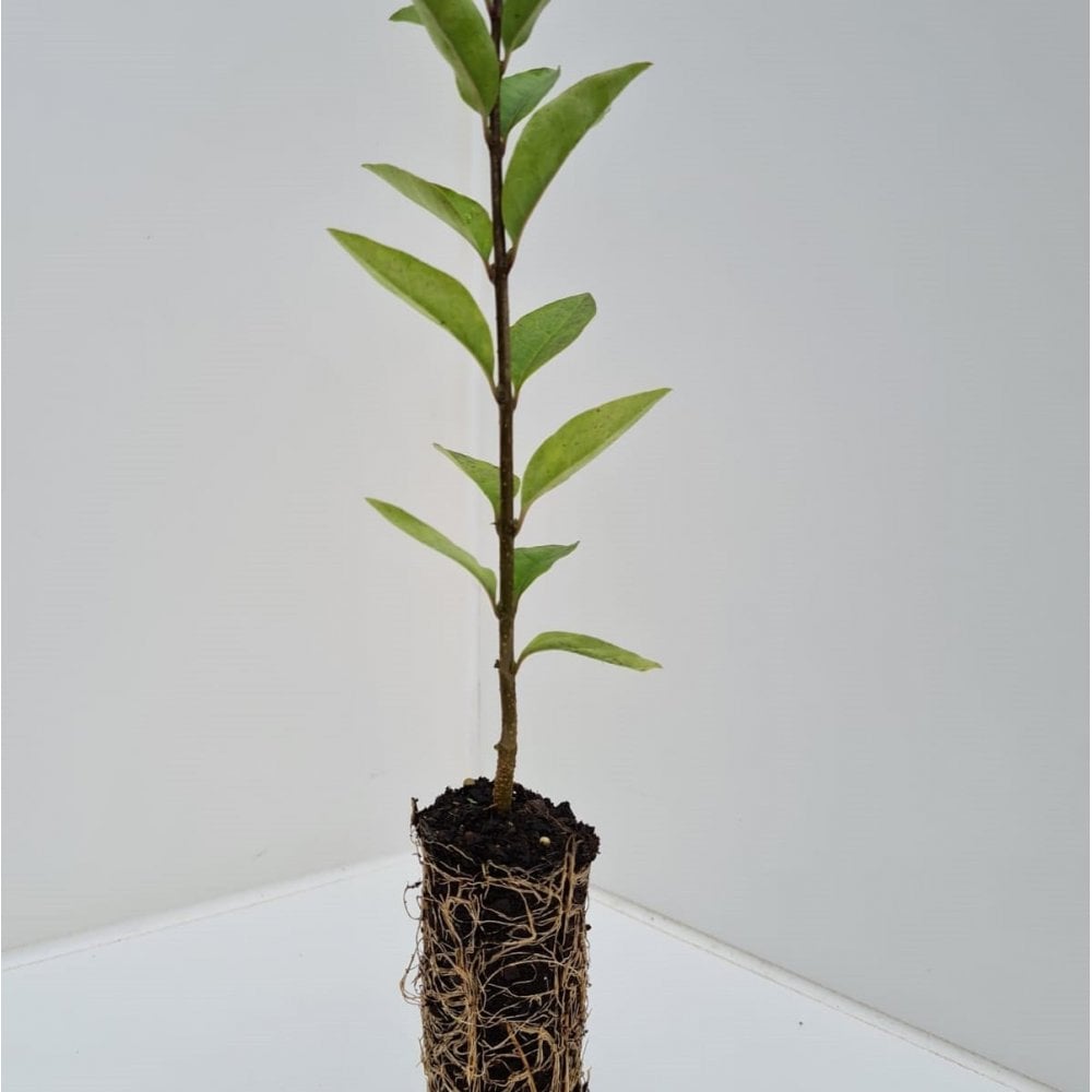 Privet - Wild (Ligustrum vulgare)