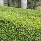 Box hedging with bright green summer growth, showing the very small leaves which make it ideal for low formal hedges