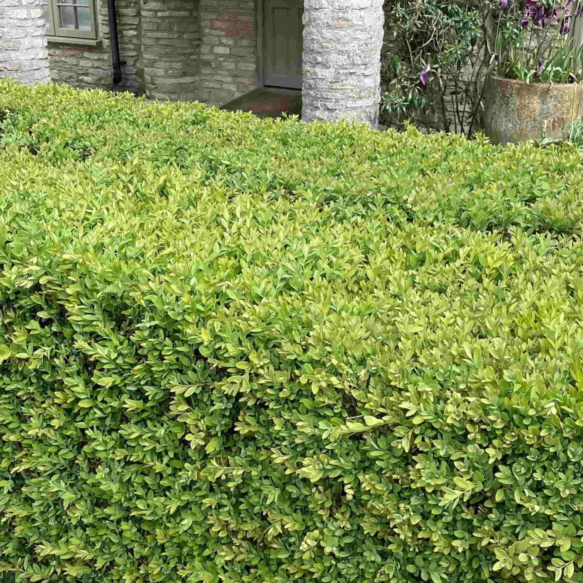 Box hedging (Buxus sempervirens)