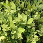 Close up on the small leaves of Buxus sempervirens