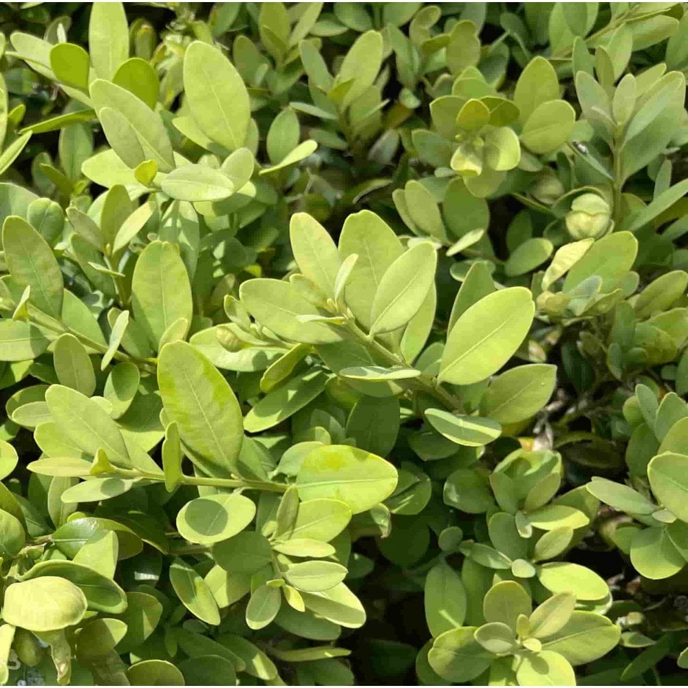 Box hedging (Buxus sempervirens)