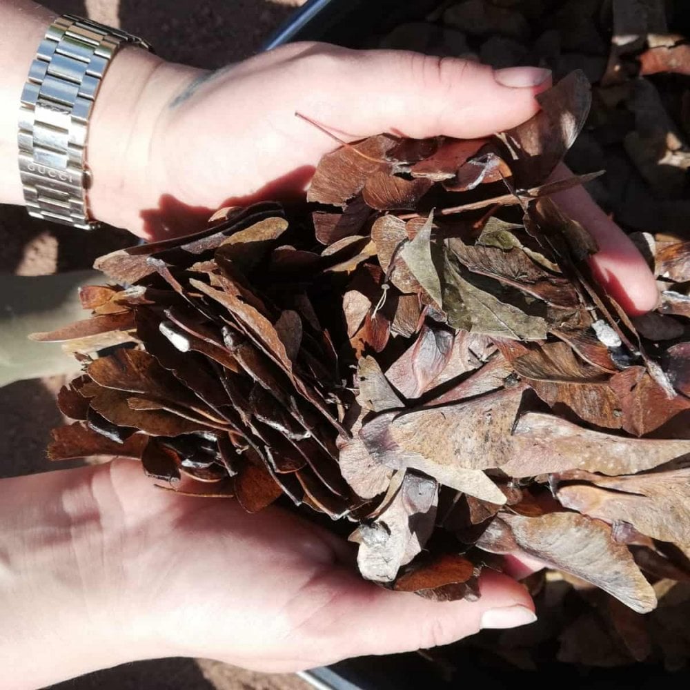 Norway Maple (Acer platanoides)