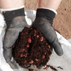 Cherry Plum/ Myrobalan (Prunus cerasifera)