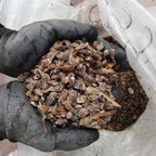 Sycamore (Acer pseudoplatanus)