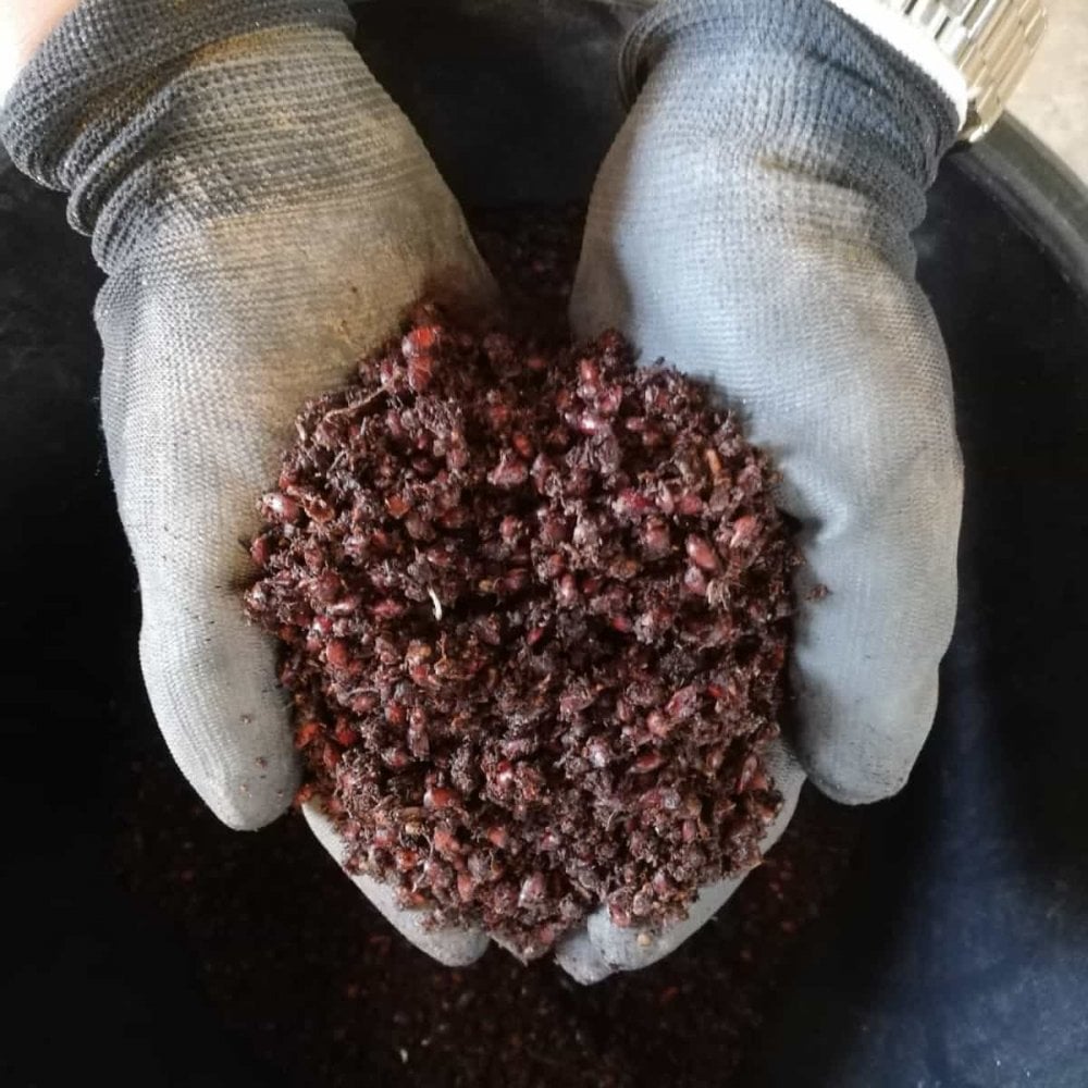 Crab Apple (Malus sylvestris)