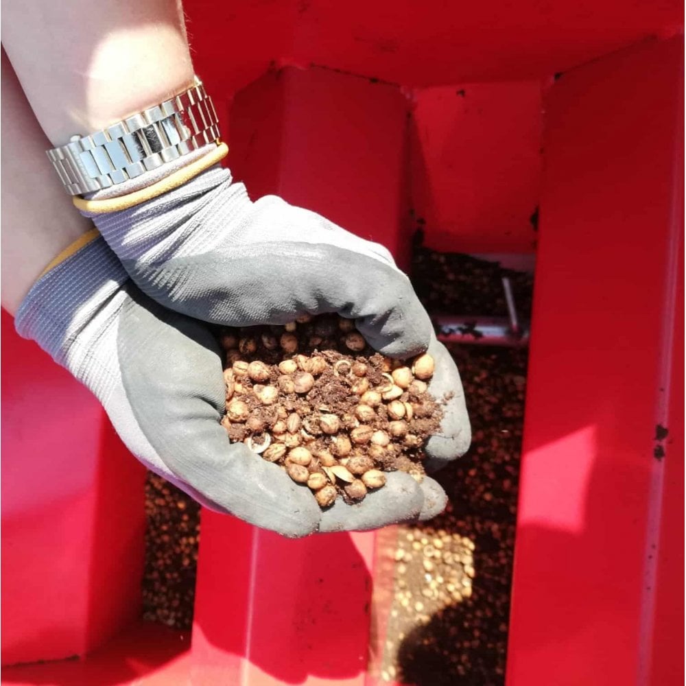 Cherry - Wild (Prunus avium)