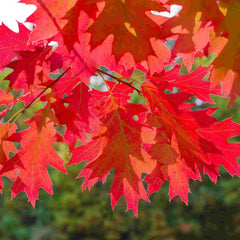 Close up on the red Autumn foliage of Quercus rubra tree (Red oak) 