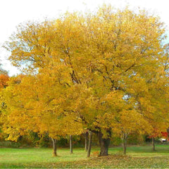 Mature Norway Maple (Acer platanoides) tree with autumnal yellow foliage