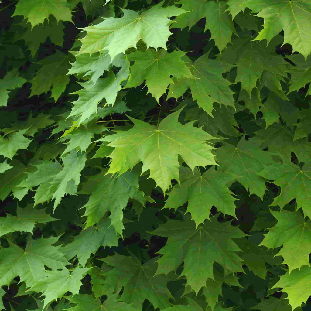 Norway Maple (Acer platanoides)
