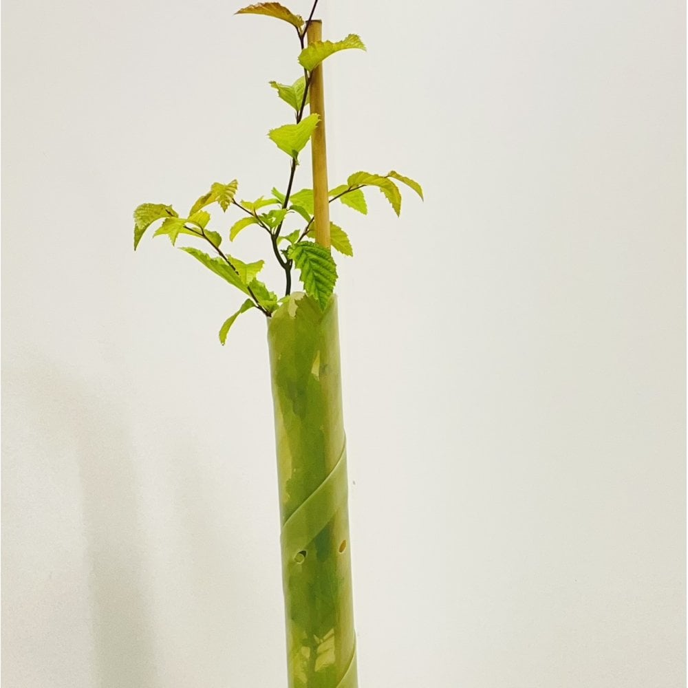 Biodegradable Rabbit Guards โ R J Trees and Hedging Ltd