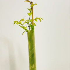 Biodegradable spiral rabbit guard protecting a bare root hedging plant