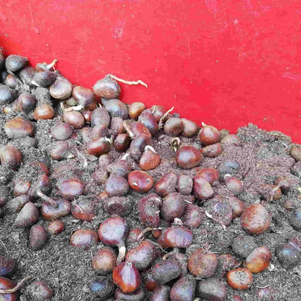 Castanea sativa (Sweet chesnut) ready for sowing, and already chitting, at a bare root nursery growing tree saplings