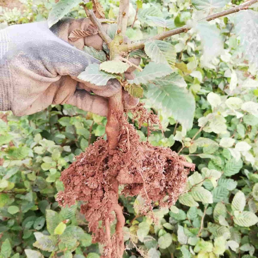 Hornbeam (Carpinus betulus)