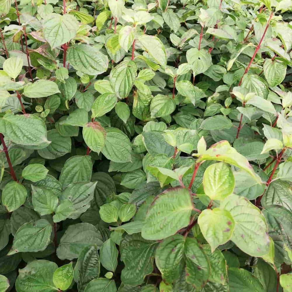 Dogwood - Common (Cornus sanguinea)