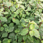 Dogwood - Common (Cornus sanguinea)