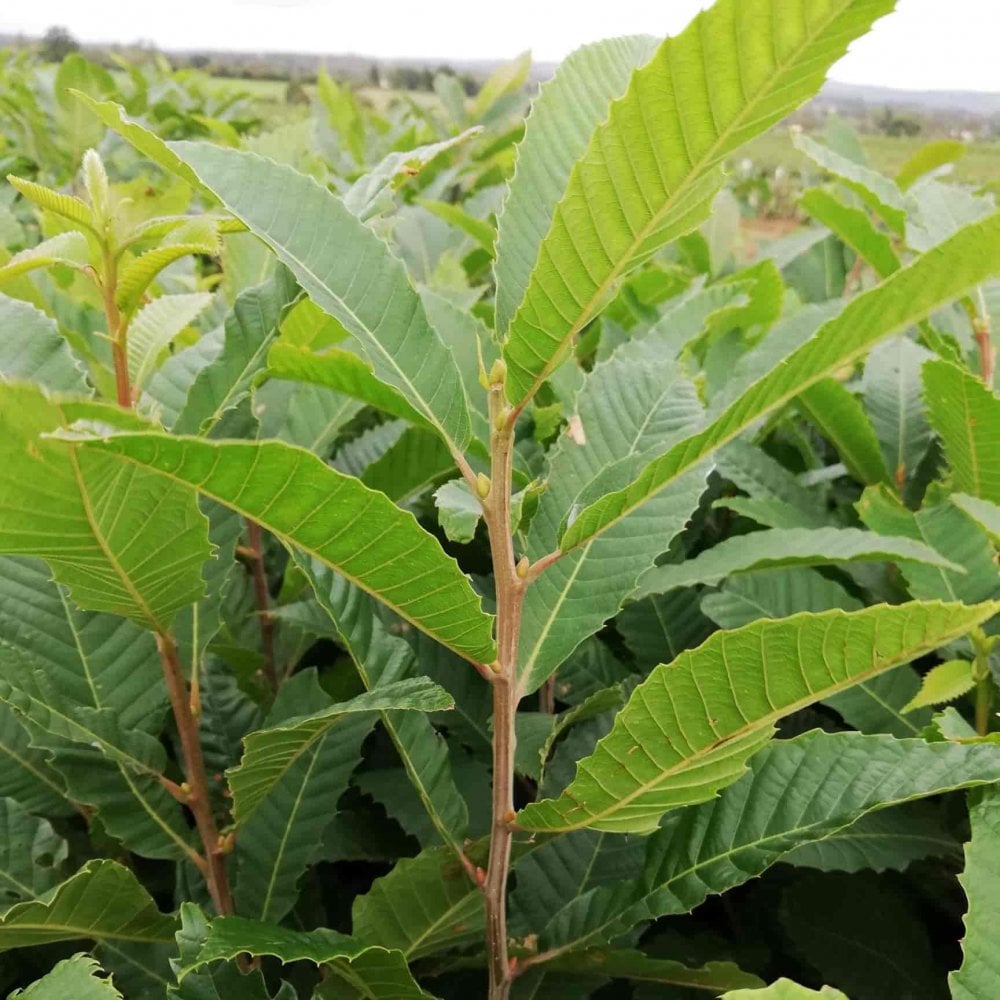 Sweet Chestnut (Castanea sativa)