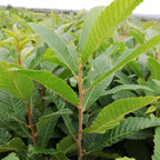 Sweet Chestnut (Castanea sativa)